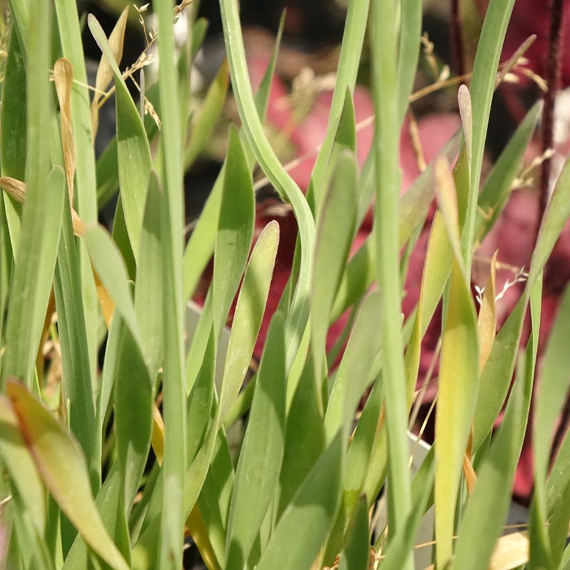 Allium x cultorum Little Sapphire (Foliage)