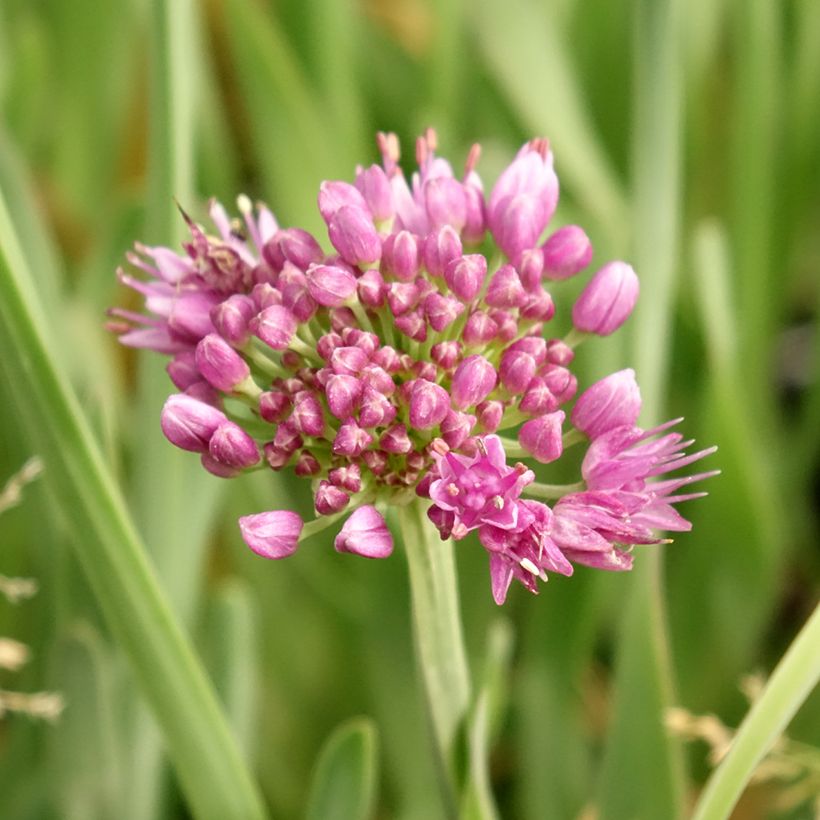 Allium x cultorum Little Sapphire (Flowering)