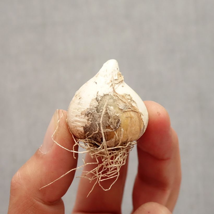 Allium schubertii Spider Bulb size 10+ sample as delivered in autumn