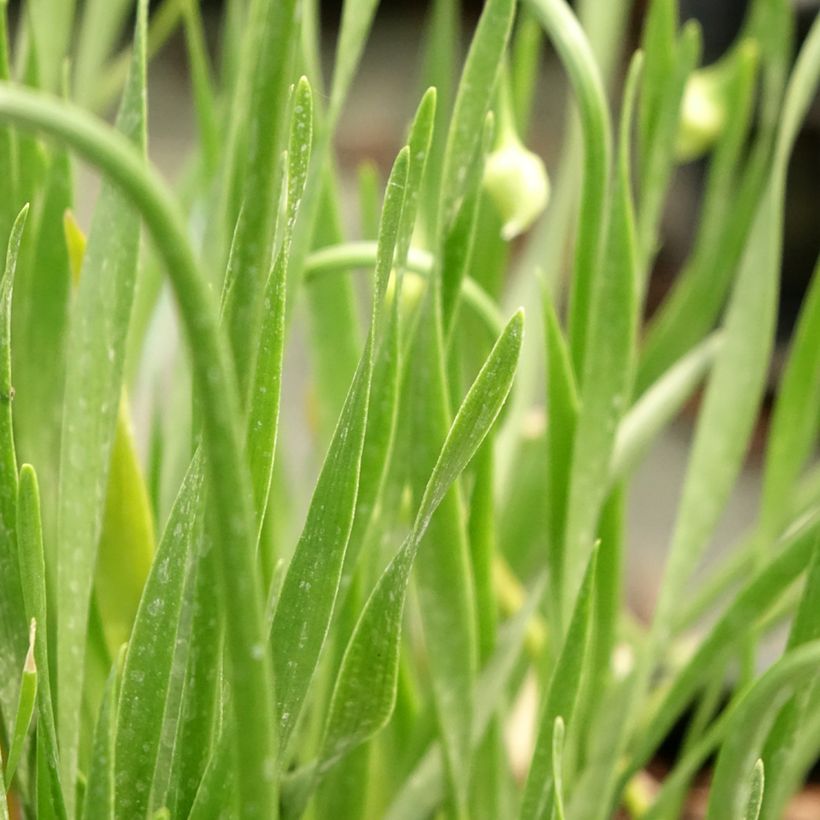 Allium senescens In Orbit (Foliage)