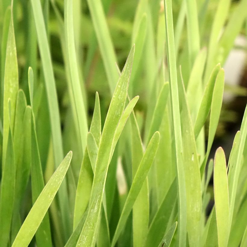 Allium cultorum Serendipity (Foliage)