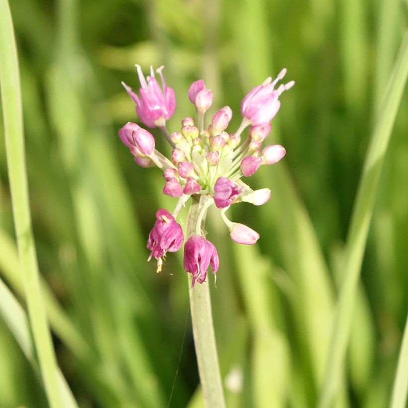 Allium cultorum Serendipity (Flowering)