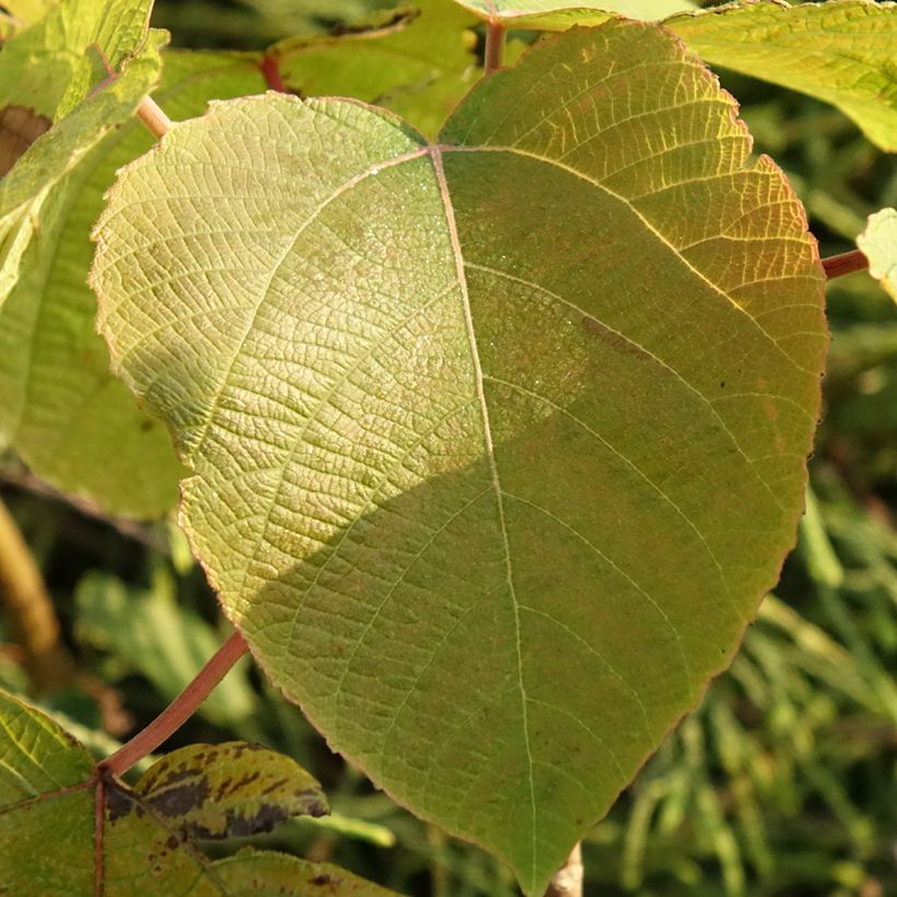 Alchornea davidii (Foliage)