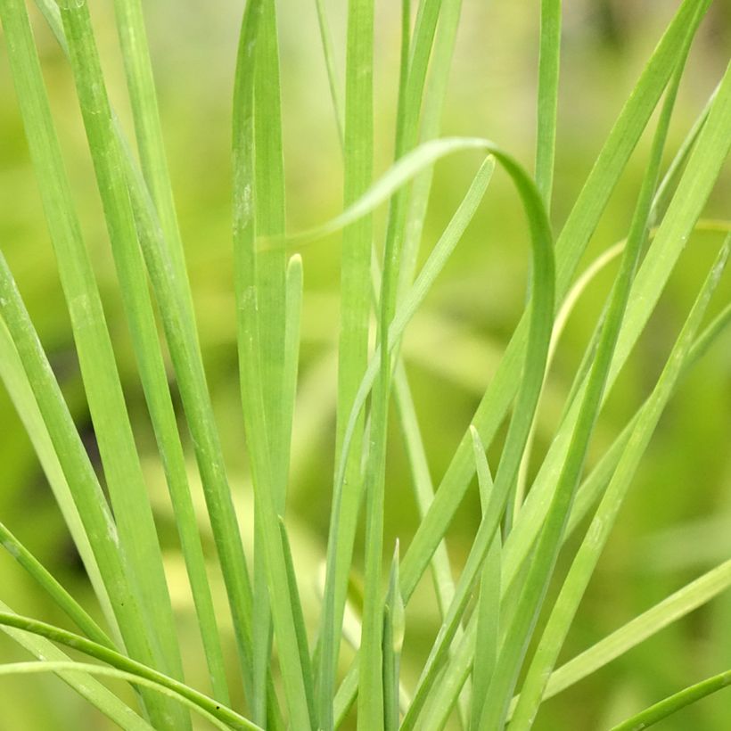 Garlic Chives Cliffs of Dover - Allium tuberosum (Foliage)