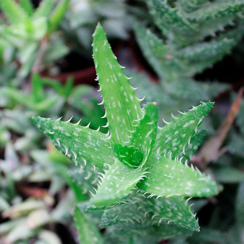 Aloe squarrosa  (Foliage)