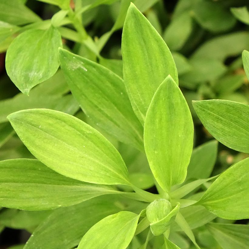 Alstroemeria Duc d'Anjou Charles (Foliage)