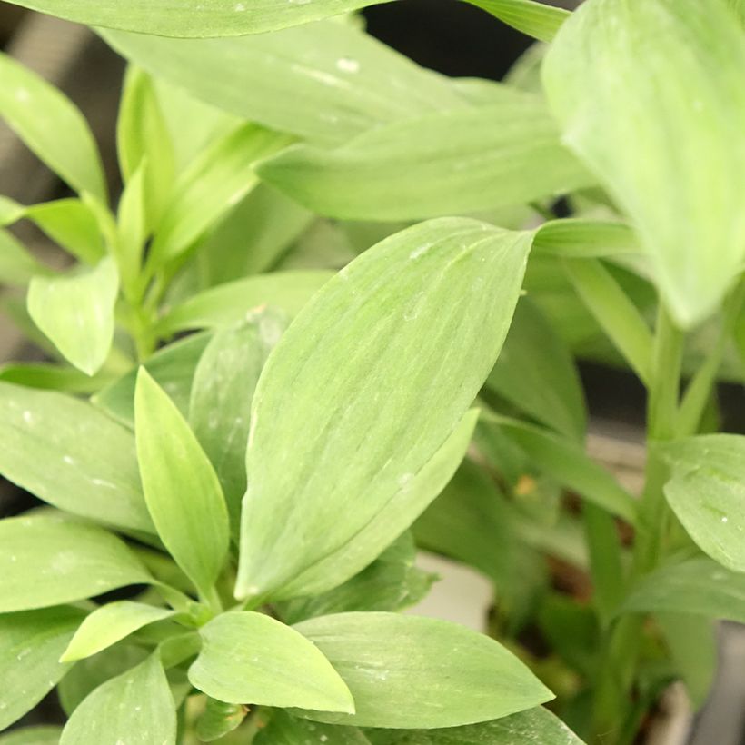 Alstroemeria Duc d'Anjou François (Foliage)