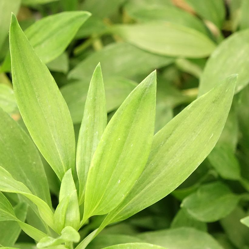 Alstroemeria Duc d'Anjou Pierre (Foliage)