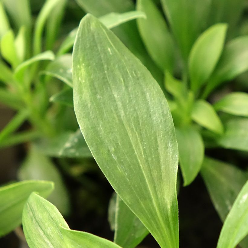 Alstroemeria Duchesses d'Anjou Anne (Foliage)