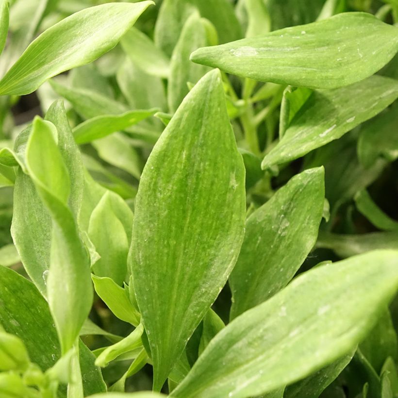 Alstroemeria Duchesses d'Anjou Diane (Foliage)