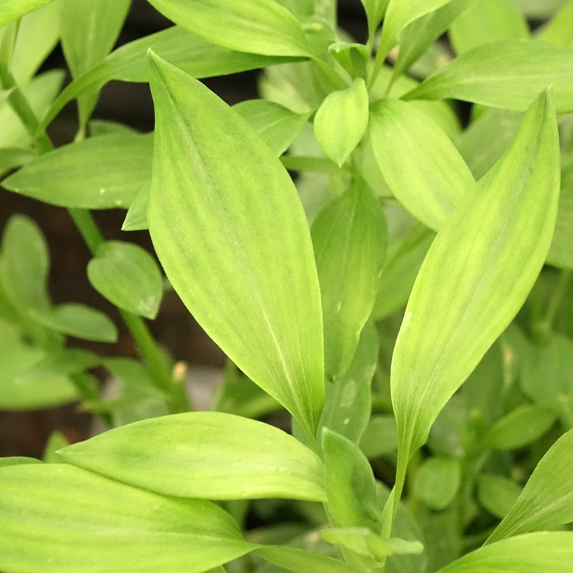 Alstroemeria  Majestic Layon (Foliage)