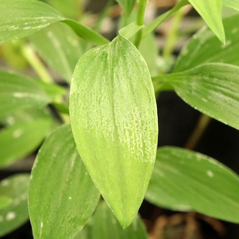 Alstroemeria Majestic Tiercé (Foliage)