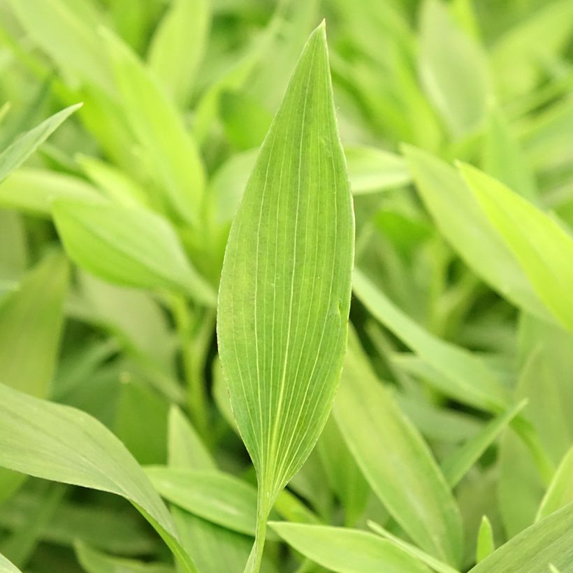 Alstroemeria Majestic Avrille (Foliage)