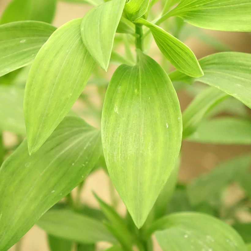 Alstroemeria Majestic Brissac (Foliage)