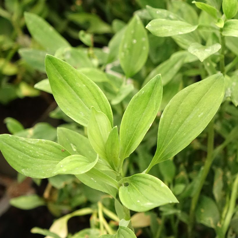 Alstroemeria Majestic Chartrene (Foliage)