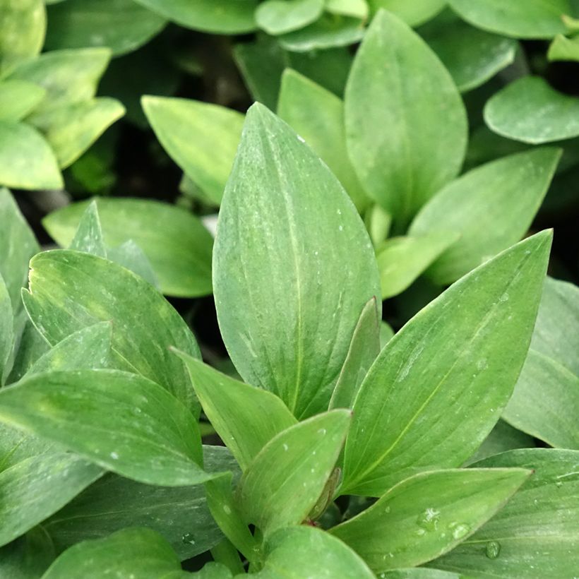 Alstroemeria Pitchounes Gaspard (Foliage)