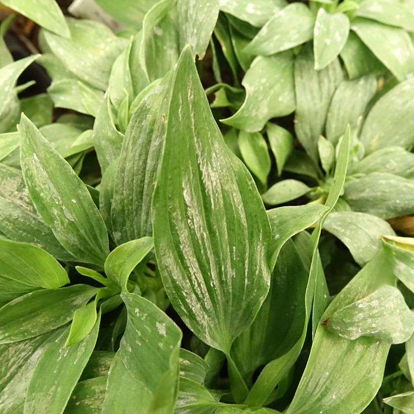 Alstroemeria Pitchounes Lola (Foliage)