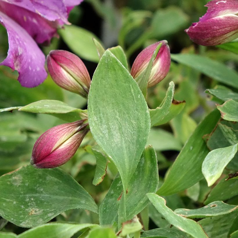 Alstroemeria Pitchounes Lucas (Foliage)