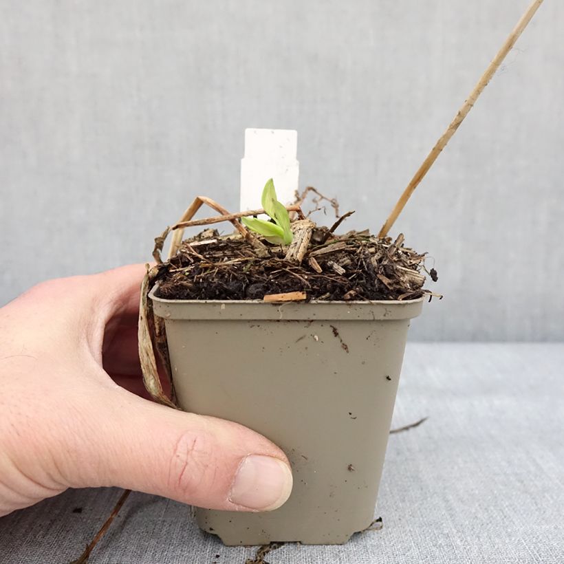 Alstroemeria Rock 'N' Roll - Peruvian Lily 8/9 cm pot sample as delivered in winter