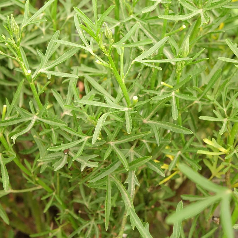 Alyogyne cuneiformis (Foliage)