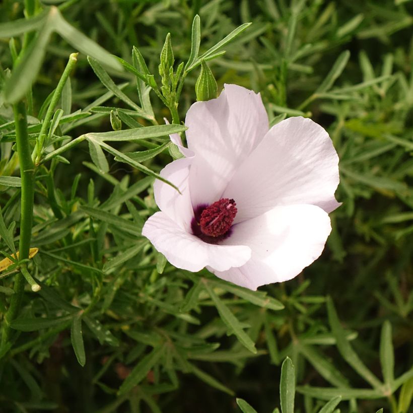 Alyogyne cuneiformis (Flowering)