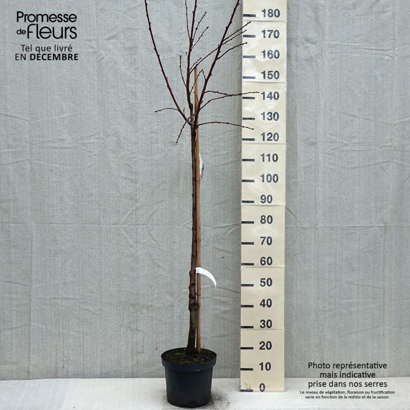 Amandier commun - Prunus dulcis Demi-tige en pot de 7,5l/10l sample as delivered in winter