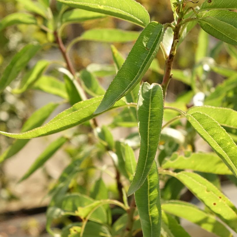 Common Almond Tree - Prunus dulcis (Foliage)