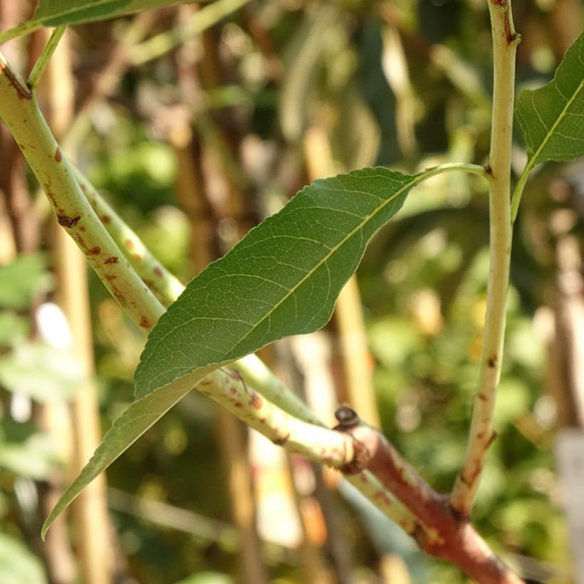 Prunus dulcis Supernova - Almond Tree (Foliage)