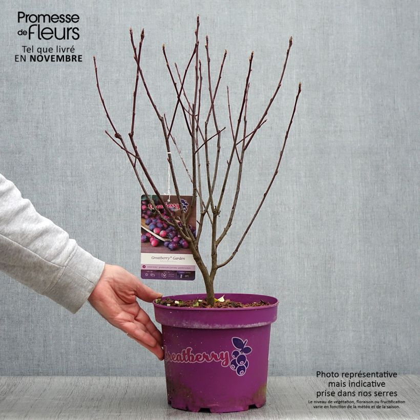 Amelanchier alnifolia Greatberry Garden (Northline) Pot de 3L/4L sample as delivered in autumn