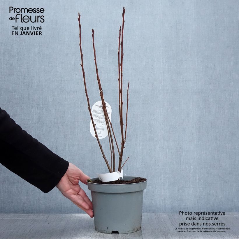 Amelanchier alnifolia Obelisk en pot de 3/4L sample as delivered in winter