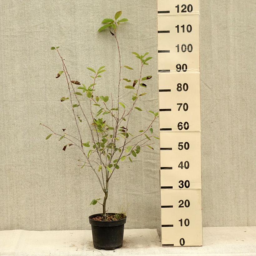 Amelanchier laevis Ballerina 3L/4L potShipped height around 30/+cm sample as delivered in summer