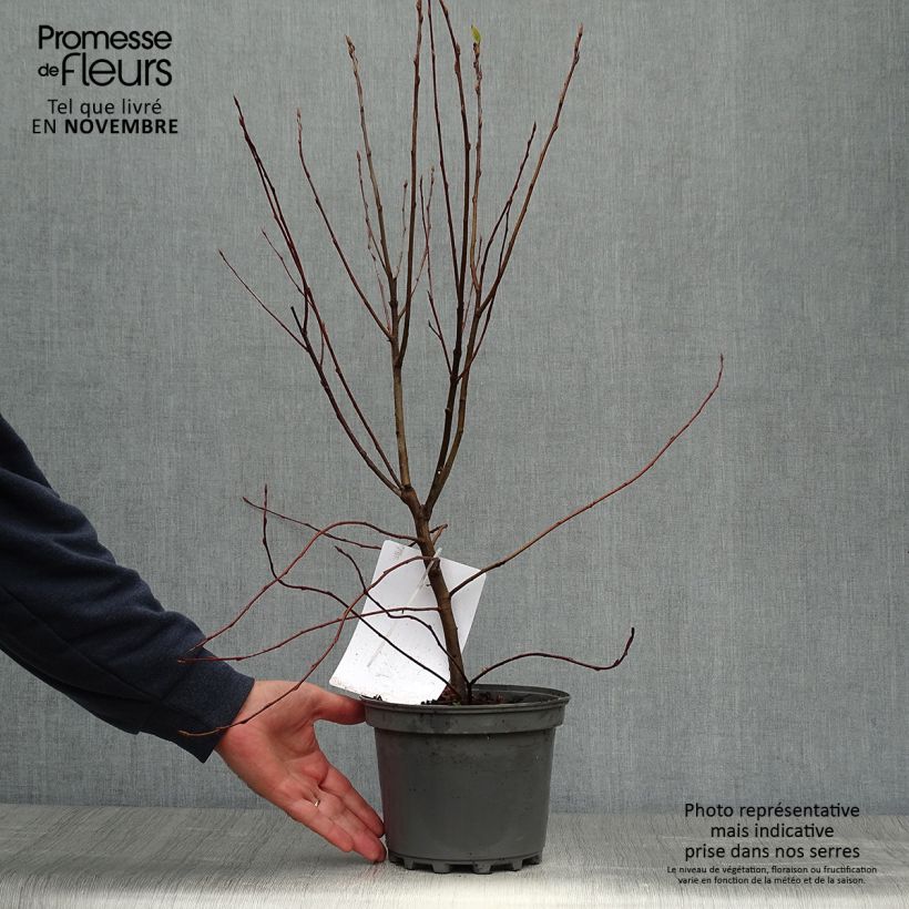 Amelanchier canadensis - Amélanchier du Canada en pot de 2L/3L sample as delivered in autumn