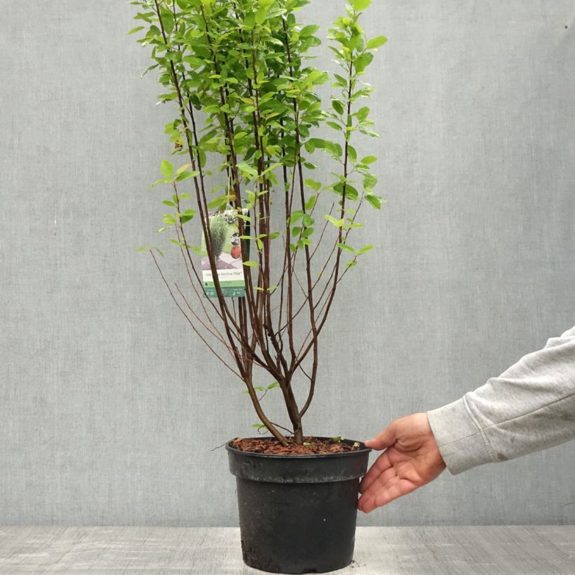 Amelanchier canadensis Rainbow Pillar  Pot de 5L sample as delivered in spring