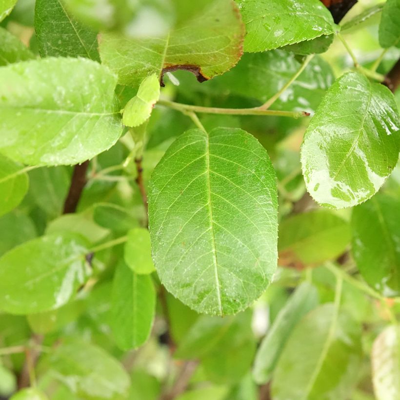 Amelanchier canadensis Rainbow Pillar (Foliage)