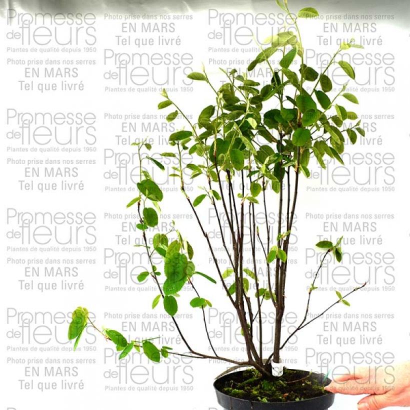 Example of Amelanchier spicata 3L/4L potShipped height around 30/40cm specimen as delivered