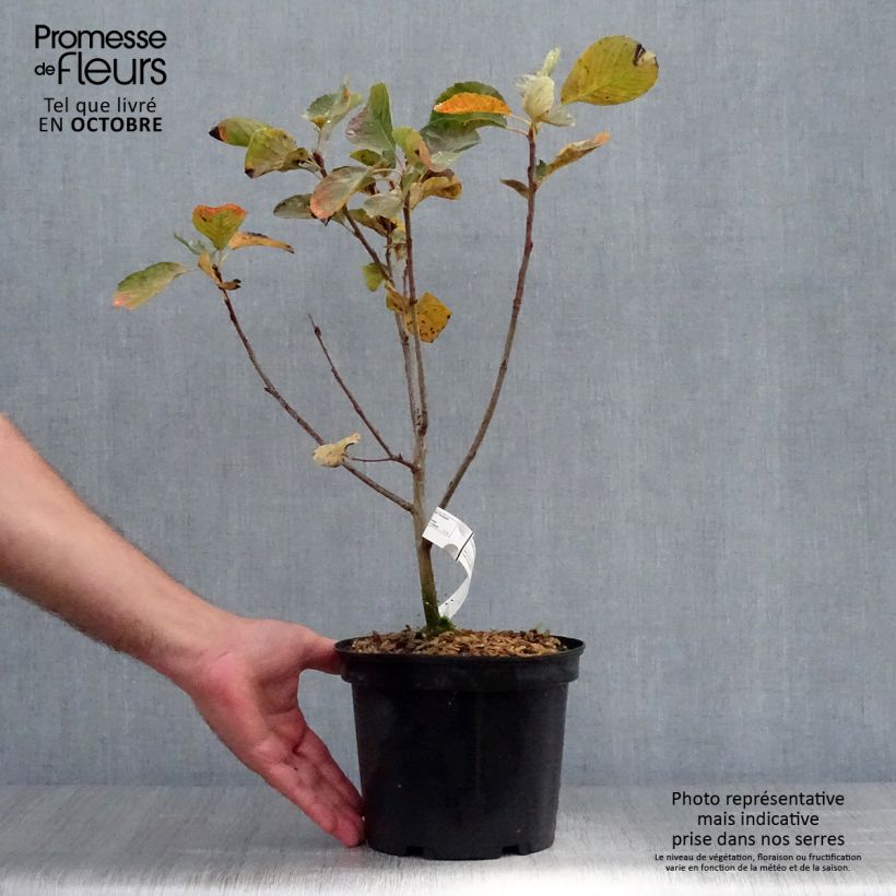 Amelanchier Thiessen Pot de 2L/3L sample as delivered in autumn