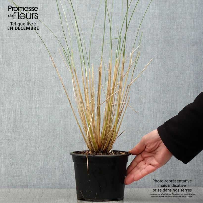 Ammophila arenaria - Oyat - Roseau des sables en pot de 2L/3L sample as delivered in autumn