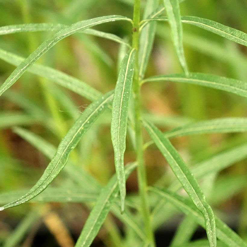 Amsonia ciliata Ernst Pagels (Foliage)