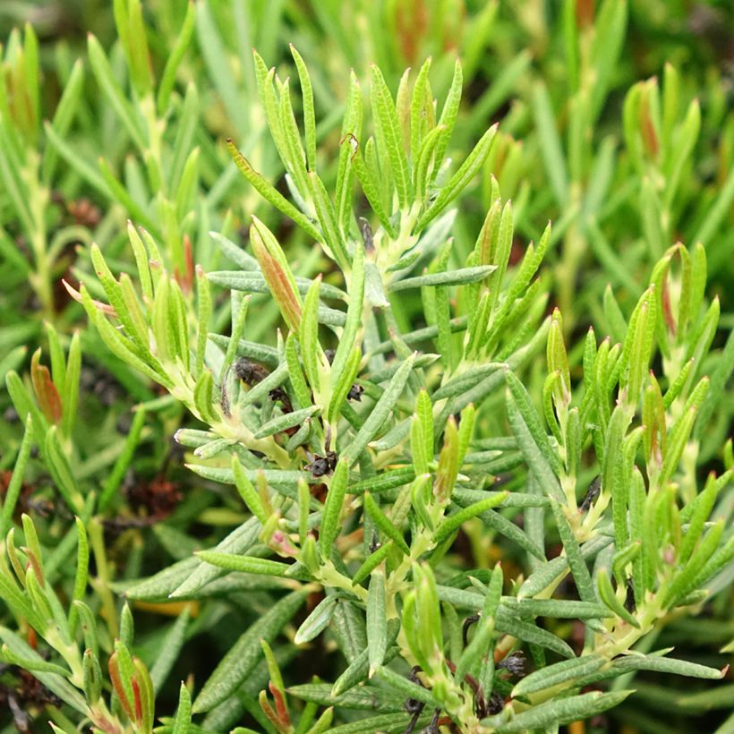 Andromeda polifolia Nikko (Foliage)