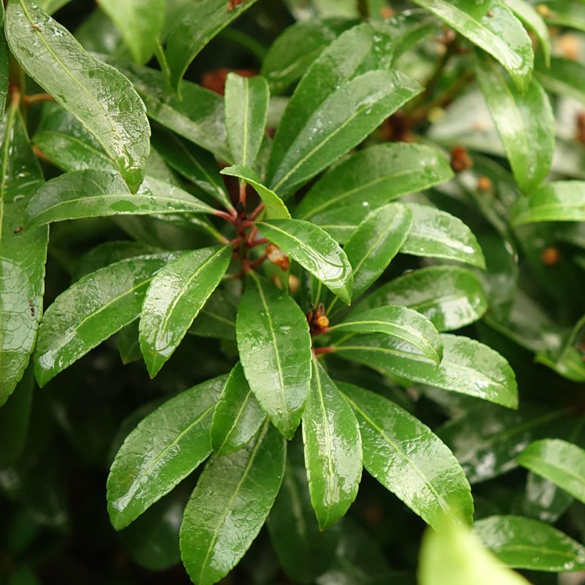 Pieris japonica Bonfire - Japanese Andromeda (Foliage)