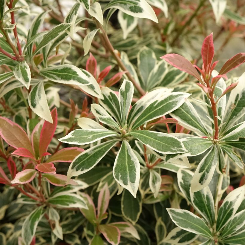 Pieris japonica Little Frosty - Japanese Andromeda (Foliage)