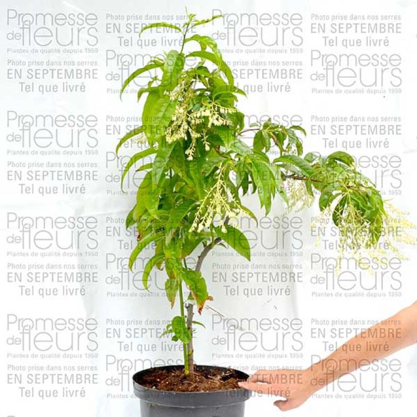 Example of Oxydendrum arboreum 4L/5L potShipped height around 30/40cm specimen as delivered