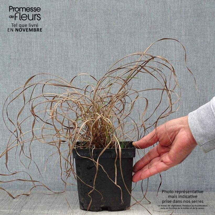 Andropogon gerardii Prairie Sommer en pot de 2/3L sample as delivered in autumn