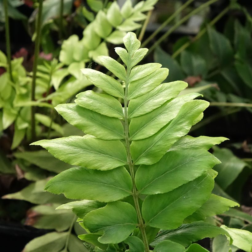 Anemia mexicana (Foliage)