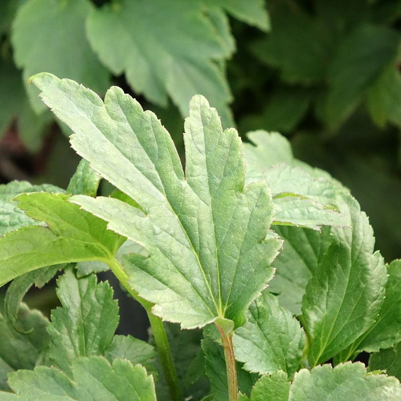 Anemone hupehensis Fantasy Ariel (Foliage)