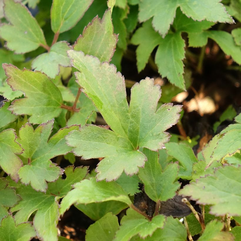 Anemone hupehensis Fantasy Red Riding Hood (Foliage)