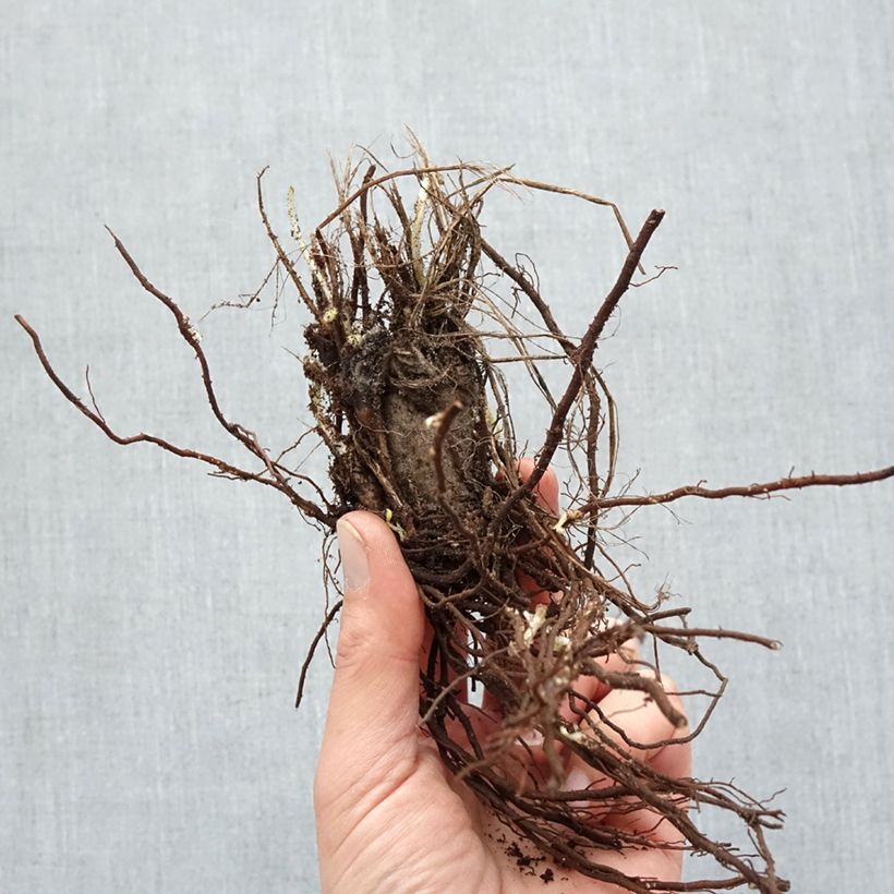 Anemone hupehensis var. japonica Prinz Heinrich Bare root sample as delivered in winter