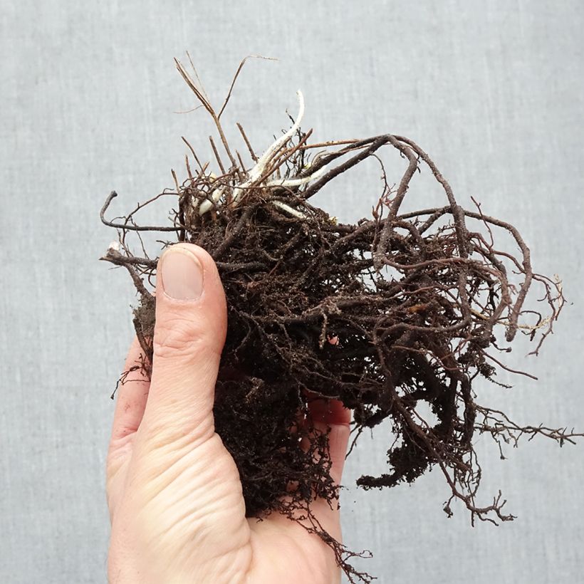 Anemone tomentosa Robustissima Bare root sample as delivered in winter