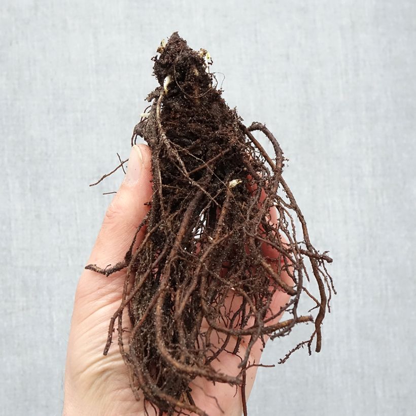 Anemone hybrida Andrea Atkinson Bare root sample as delivered in winter