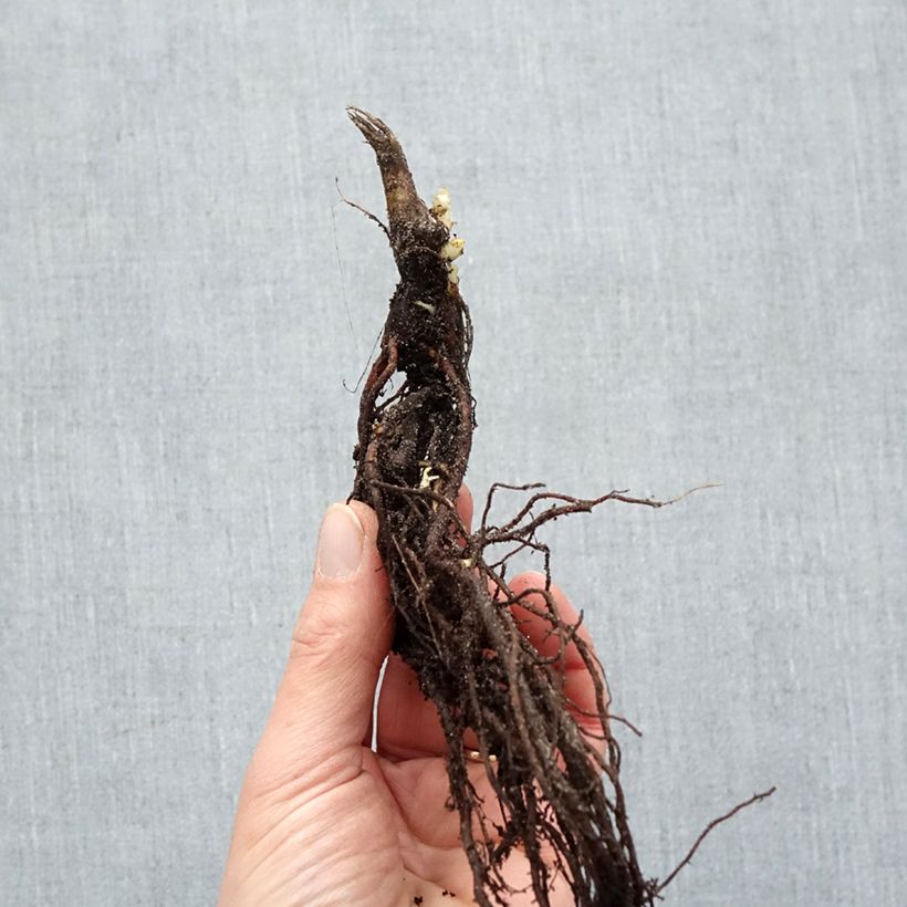 Anemone hybrida Honorine Jobert Bare root sample as delivered in winter